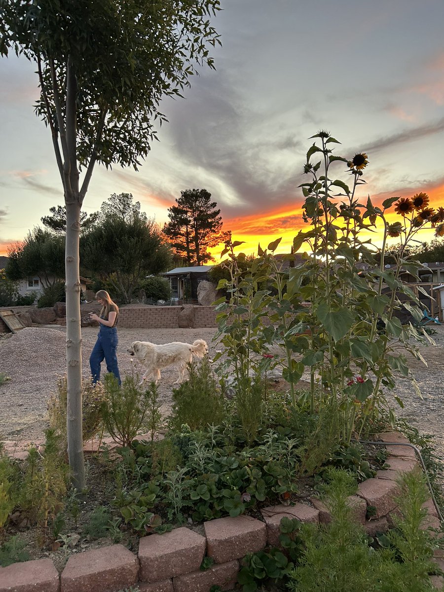 DeborahGinn10's tweet image. It was an outside kind of day. Goodnight from Arizona!!