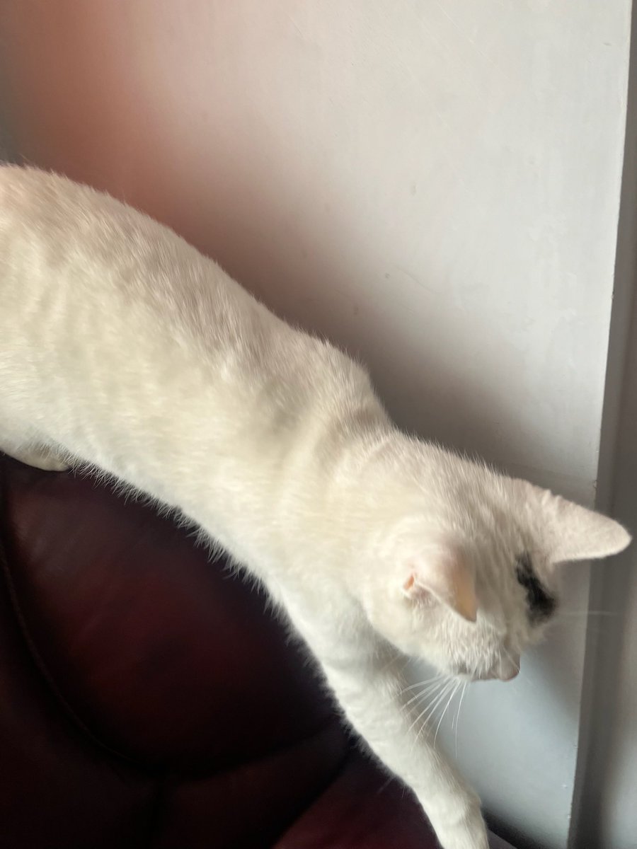 half_straycat's tweet image. Marshmallow is liquid 🫟