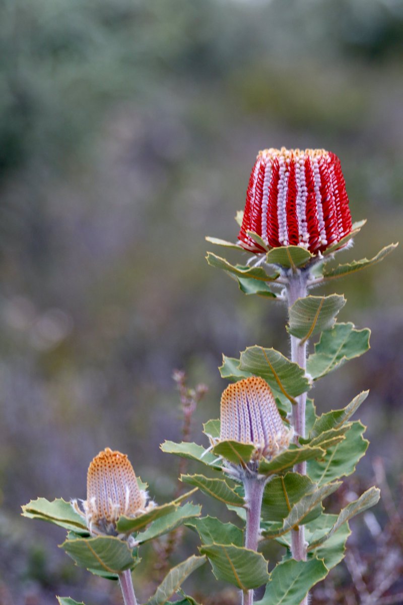 Hopey things..went for a buzz out the NP yesty. Perfect day for it. Lots of wildflowers out &amp; lots of orchids still to come.
