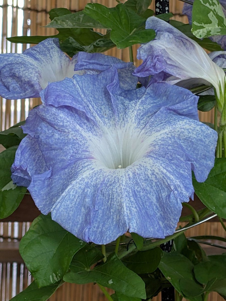st_uriel's tweet image. 靖国神社 奉納あさがお展 初日にお邪魔してきました。
杜の茜雲の本刷毛目絞が美しい。
早朝の大輪朝顔からしか摂取できない栄養がある
(〃∇〃)
8月3日まで。
#大輪朝顔
#変化朝顔