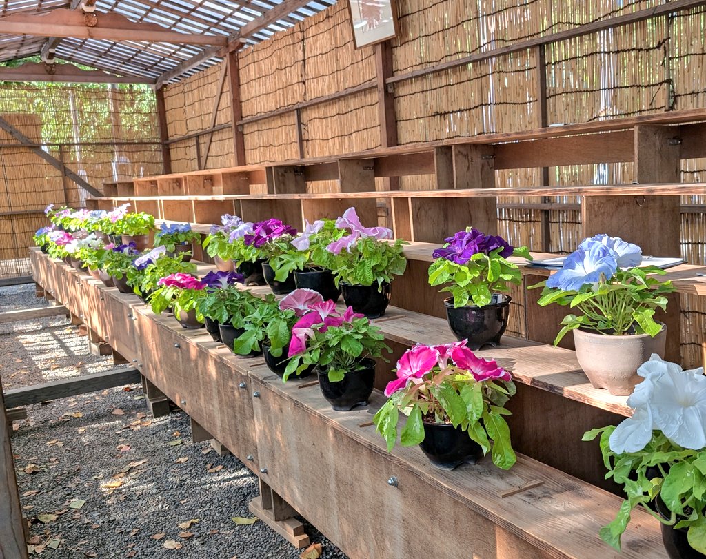 st_uriel's tweet image. 靖国神社 奉納あさがお展 初日にお邪魔してきました。
杜の茜雲の本刷毛目絞が美しい。
早朝の大輪朝顔からしか摂取できない栄養がある
(〃∇〃)
8月3日まで。
#大輪朝顔
#変化朝顔
