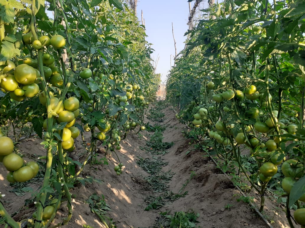 Maseko the Farmer tweet media