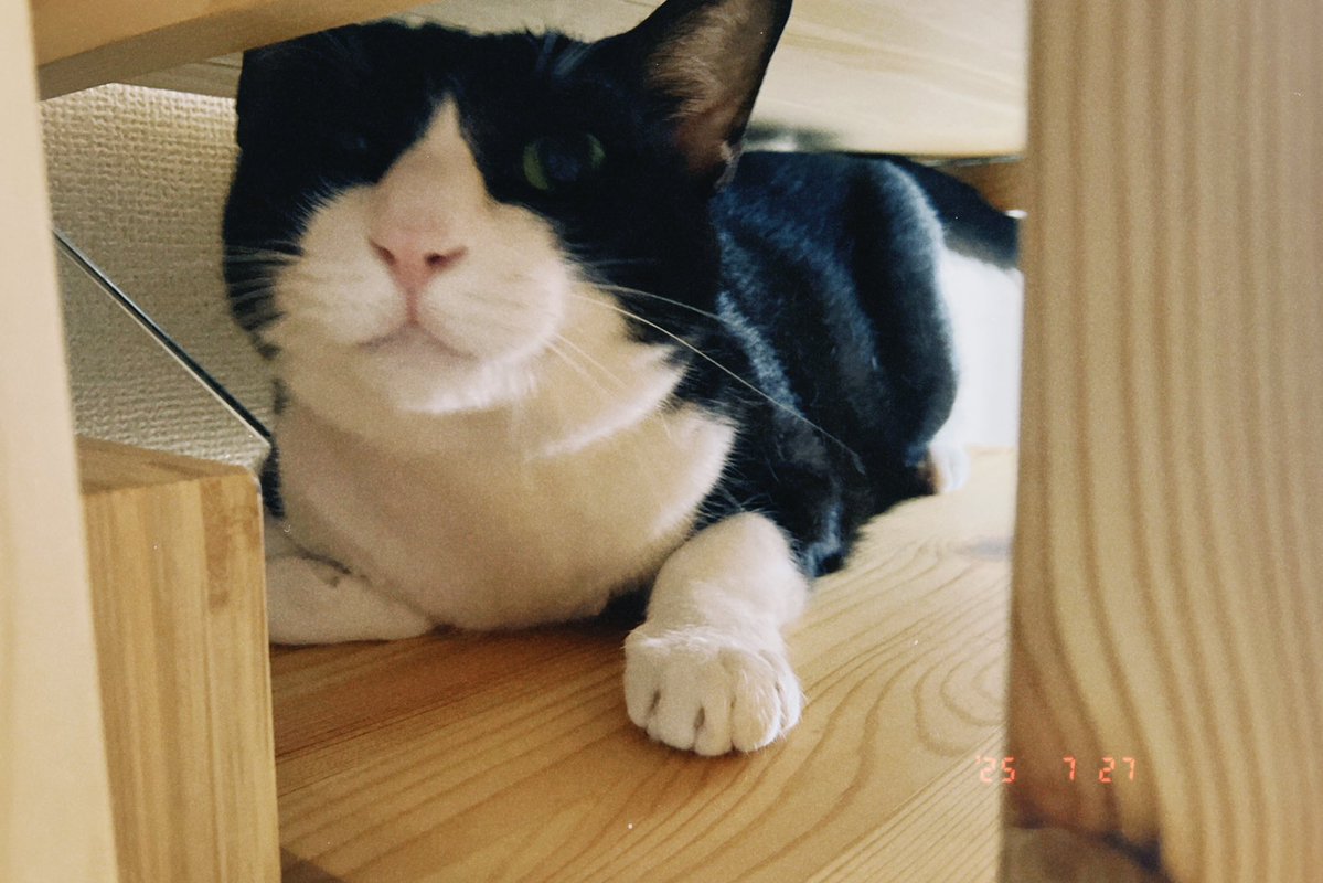 iamslumbering's tweet image. シーハーズ聴きながらゴロゴロして猫みてる