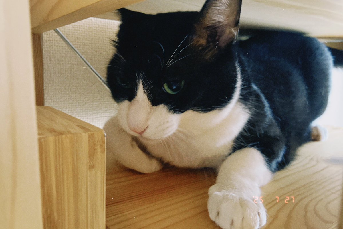 iamslumbering's tweet image. シーハーズ聴きながらゴロゴロして猫みてる