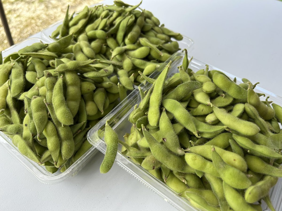 QE3PNkX7IEZPrBh's tweet image. 家庭菜園👨🌾7月27日☀️その②
5月5日に家の側の空き地を耕して種蒔きした
枝豆「🫛香り美人」
を約半分収穫✌️
昨日買ったテーブルと椅子を日陰に置き
枝豆を選別しながら採りました🤗
塩茹でして🍺ビールのお供に😋