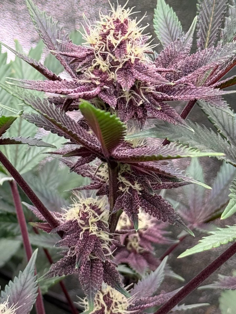 Cherry stunna l