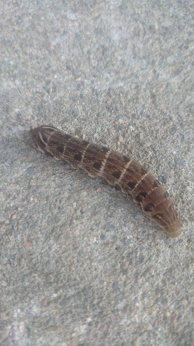takuya_sakasama's tweet image. 朝芋虫を助けて出遅れた