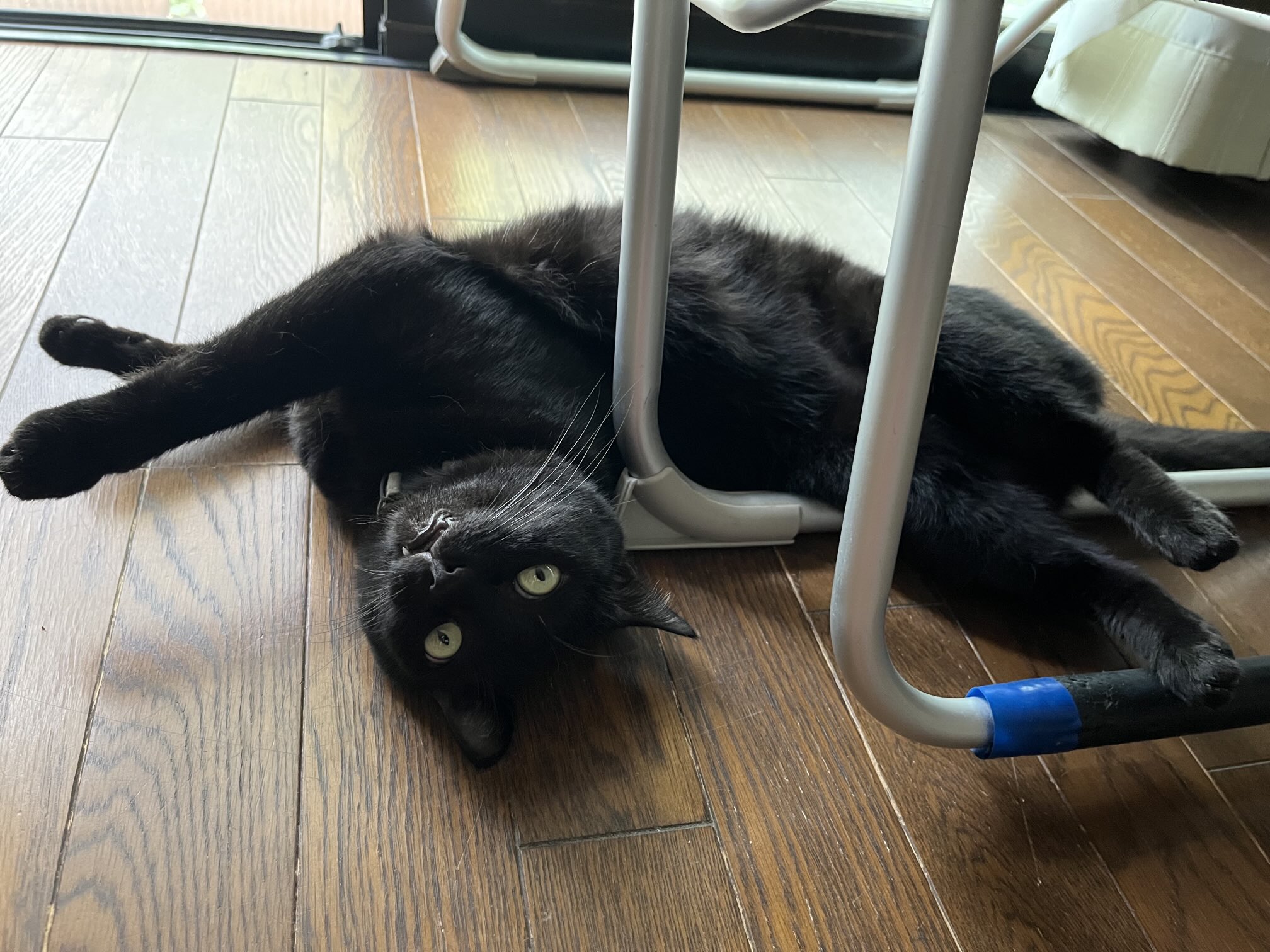 ねこまる^._.^即購入OK おこめまる🐾/okomemaru🐾 on X: 