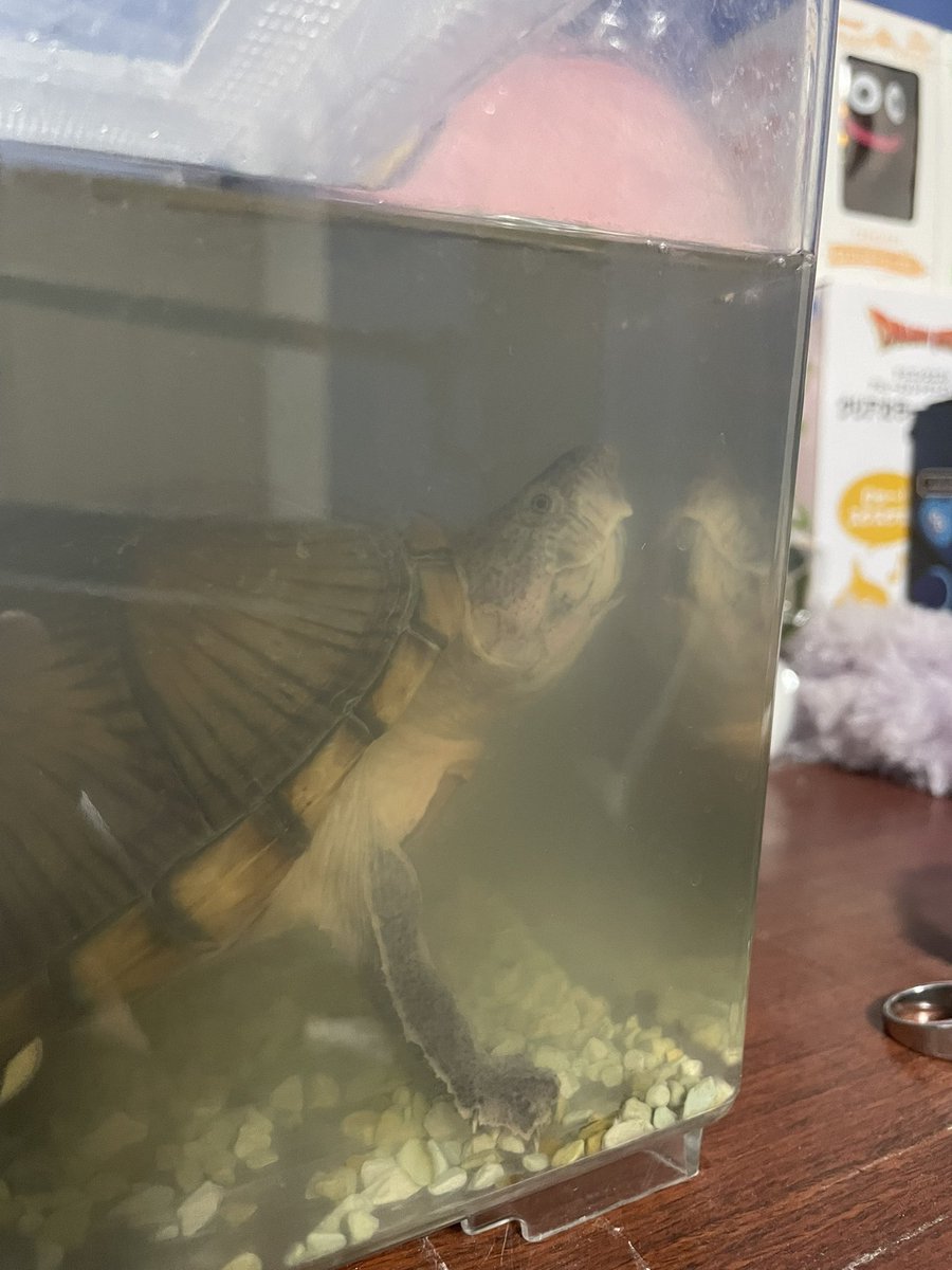 実家の亀🐢