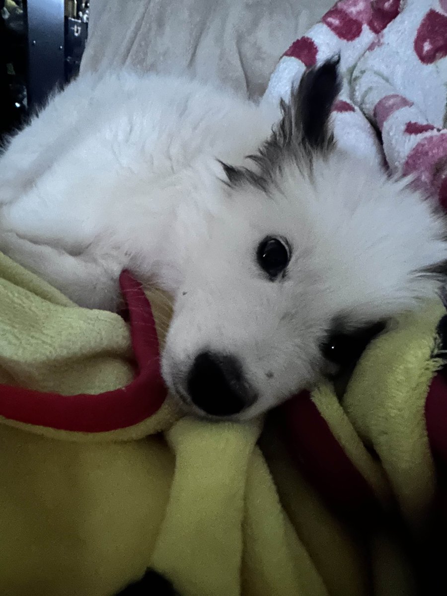 SlasherCrown's tweet image. Hi hi I'm sorry for the trouble. My puppy Leo is a stray I recently rescued, and he needs a $4.5k emergency blood transfusion due to anemia. I’ve paid $2k but need $2.5k more to save him. Any help or shares are deeply appreciated 🙏🏻💜
ko-fi.com/slashercrown/g…