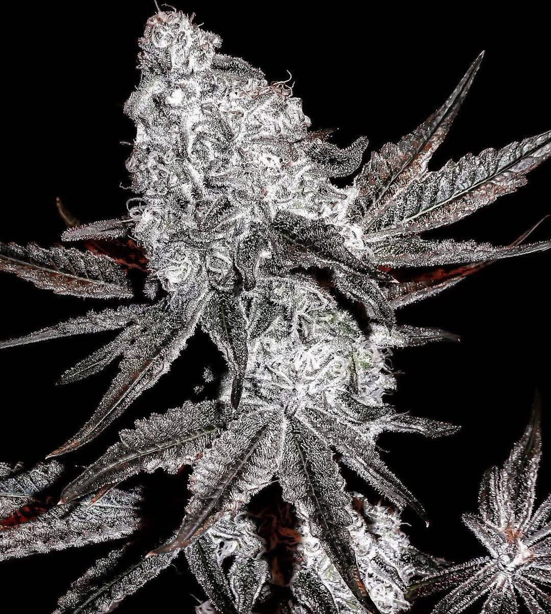 Oregon_bud's tweet photo. Trainwreck 🤤 https://t.co/GmE73okBat