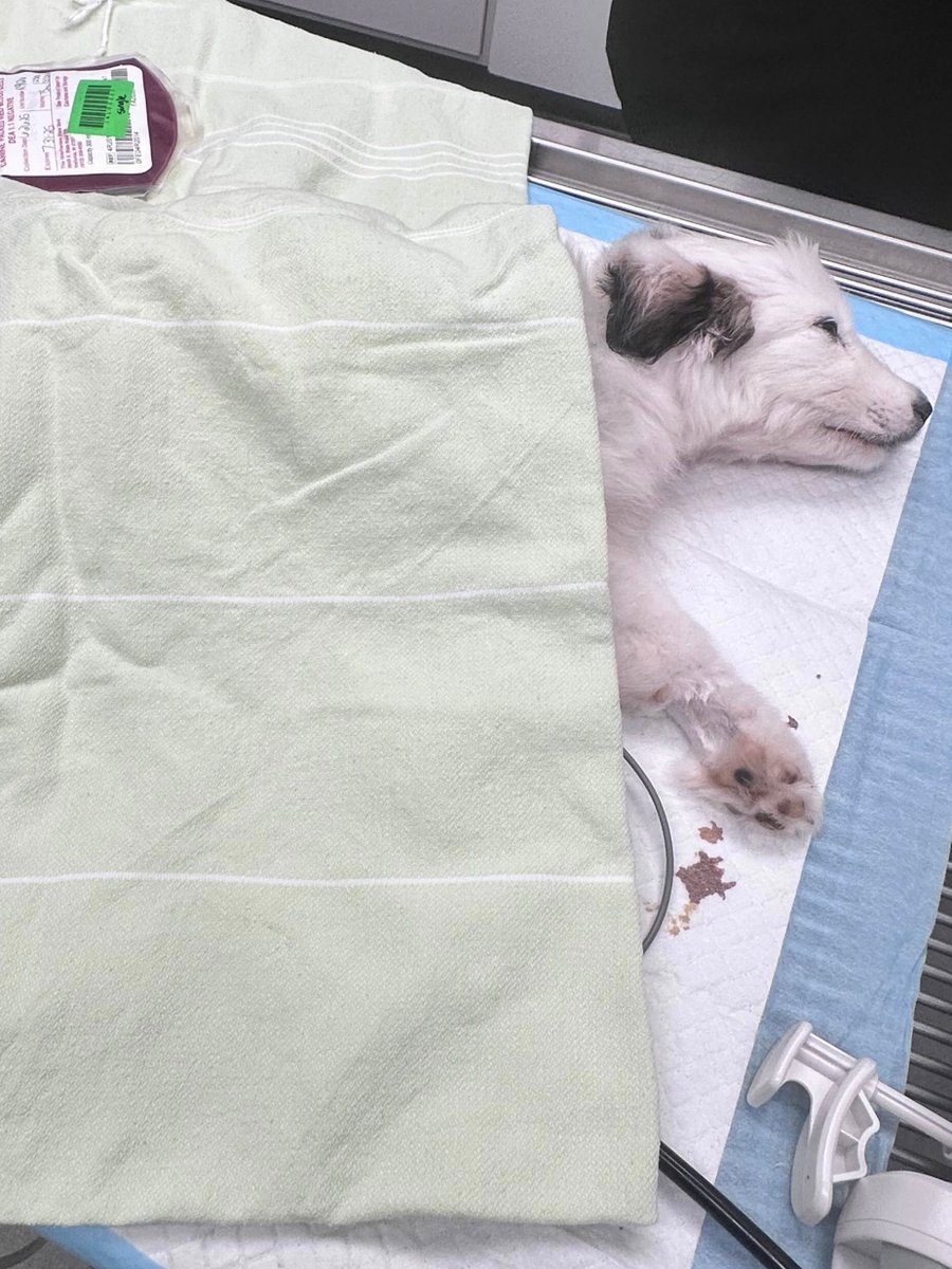 SlasherCrown's tweet image. Hi hi I'm sorry for the trouble. My puppy Leo is a stray I recently rescued, and he needs a $4.5k emergency blood transfusion due to anemia. I’ve paid $2k but need $2.5k more to save him. Any help or shares are deeply appreciated 🙏🏻💜
ko-fi.com/slashercrown/g…