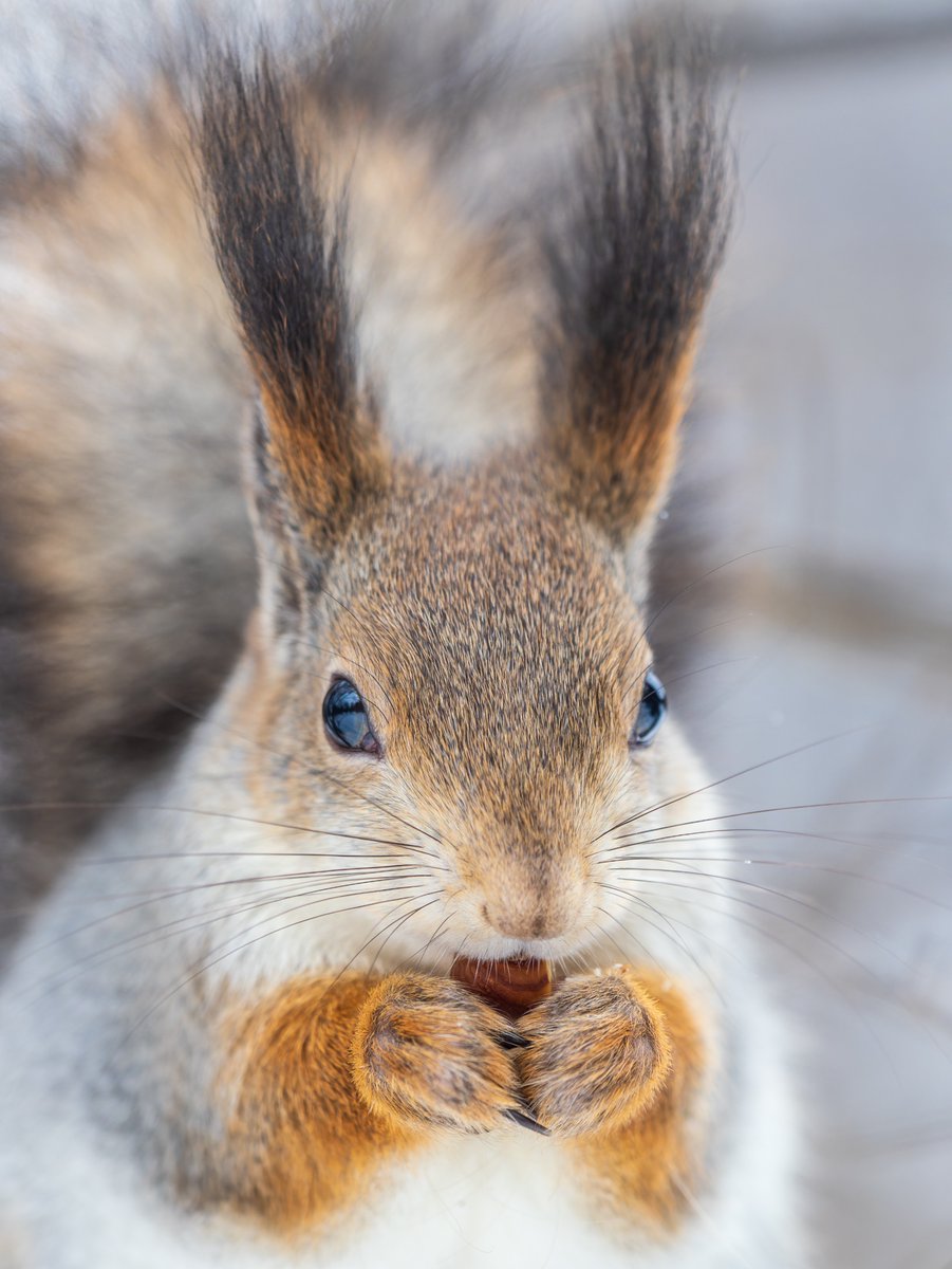 AnimalPlanet's tweet image. A nutty squirrel 🐿️🌰
📸: Dmitry Potashkin
#squirrel #wildlife