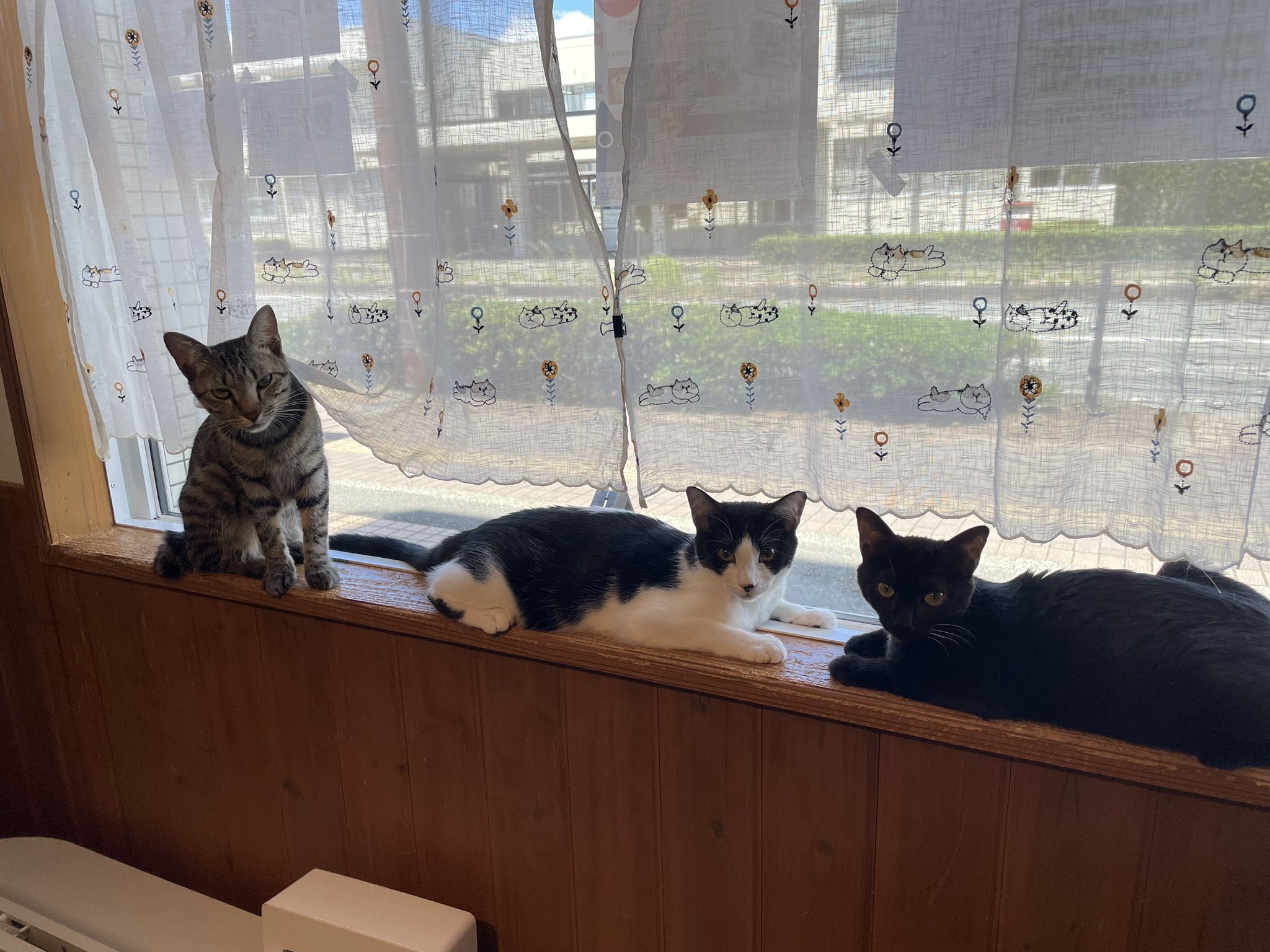 cat'scafeねこじゃらし (@cat_nekojarashi) / X