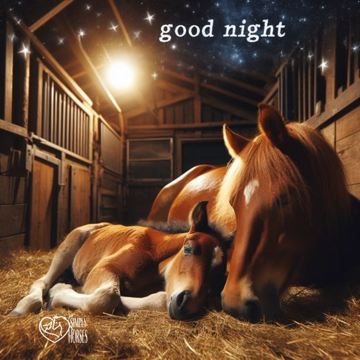 Good night patriots 😴 ✌️🕊️