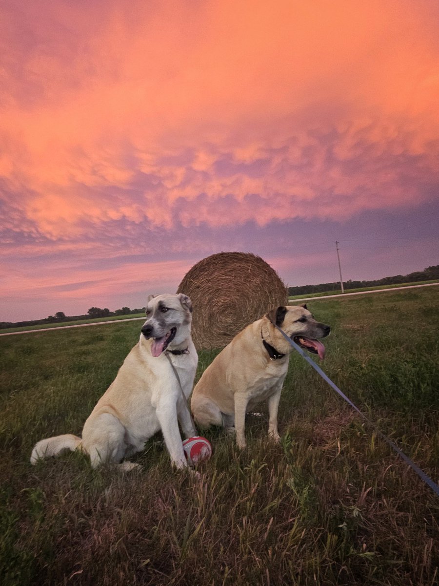 shannbil's tweet image. Manitoba Mammatus #sunset tonight! Always love our Prairie skies! Best part was I got to share it after a beautiful walk with my not so baby babies!❤️
#Manitoba #mbwx