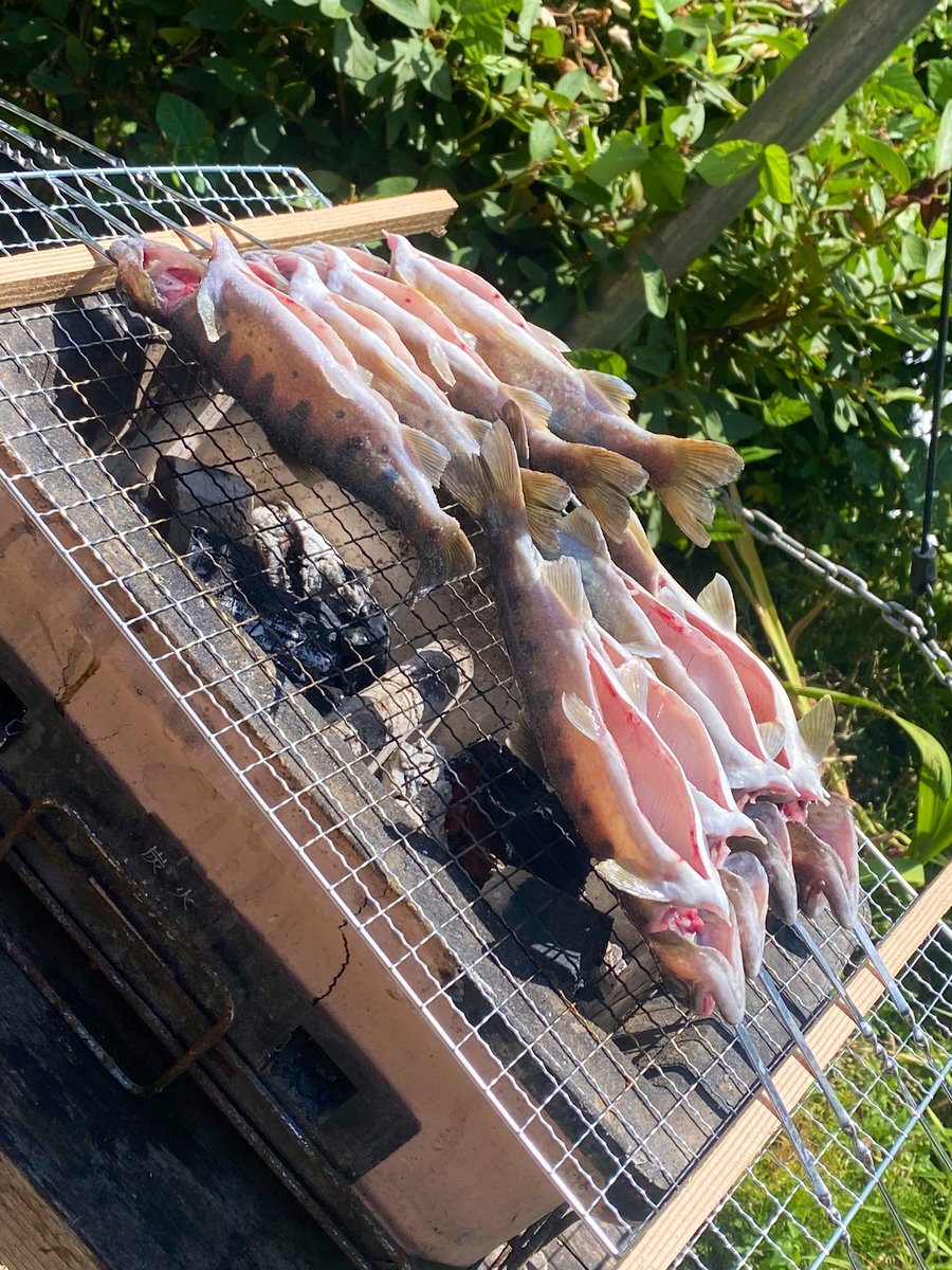 snake_parman's tweet image. 山女魚