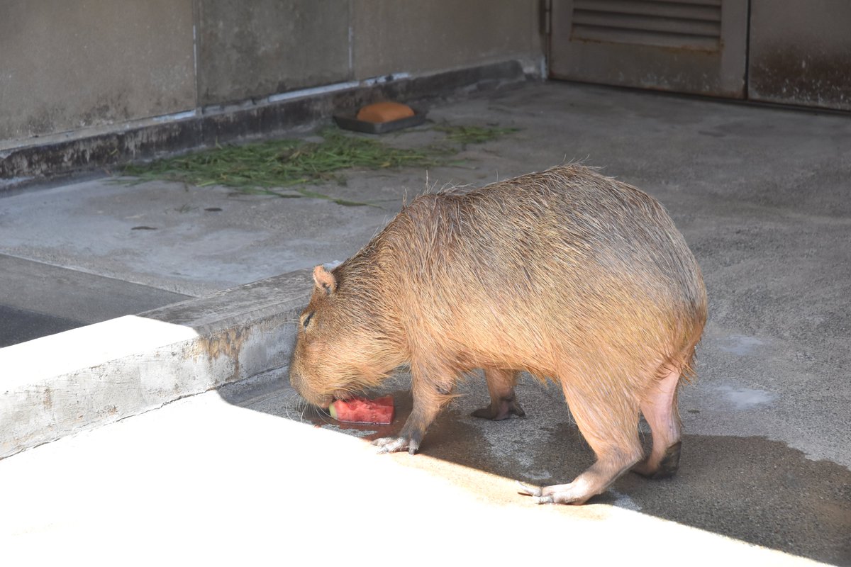 capybarabath's tweet image. 【石川】
おいしい #能登すいか で対決に挑んだリンの結果は5分34秒でした⏱
じっくりと噛みしめながら、最後まで美味しくいただきました☺
※2枚目の画像は、残った果汁を美味しくいただいているところです😅
#カピバラ
#カピバラのスイカ早食い競争
#第10回カピバラのスイカ早食い競争