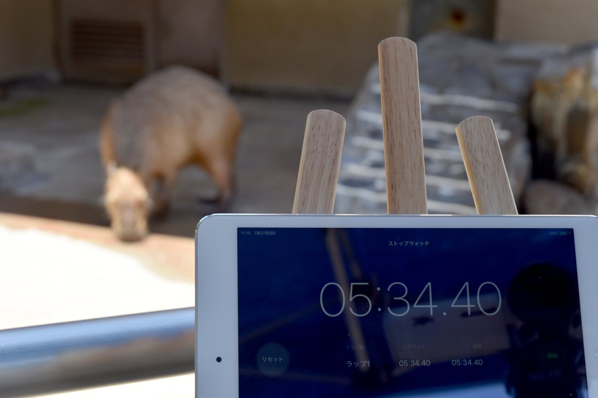 capybarabath's tweet image. 【石川】
おいしい #能登すいか で対決に挑んだリンの結果は5分34秒でした⏱
じっくりと噛みしめながら、最後まで美味しくいただきました☺
※2枚目の画像は、残った果汁を美味しくいただいているところです😅
#カピバラ
#カピバラのスイカ早食い競争
#第10回カピバラのスイカ早食い競争