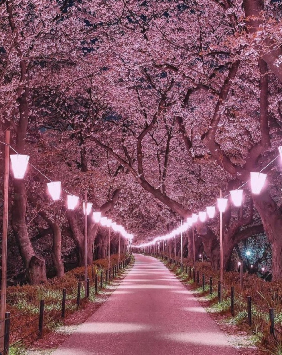 ネイト・ジョルジオ、【CHERRY BLOSSOM LOVE】 ネイト・ジョルジオ、【CHERRY BLOSSOM LOVE】