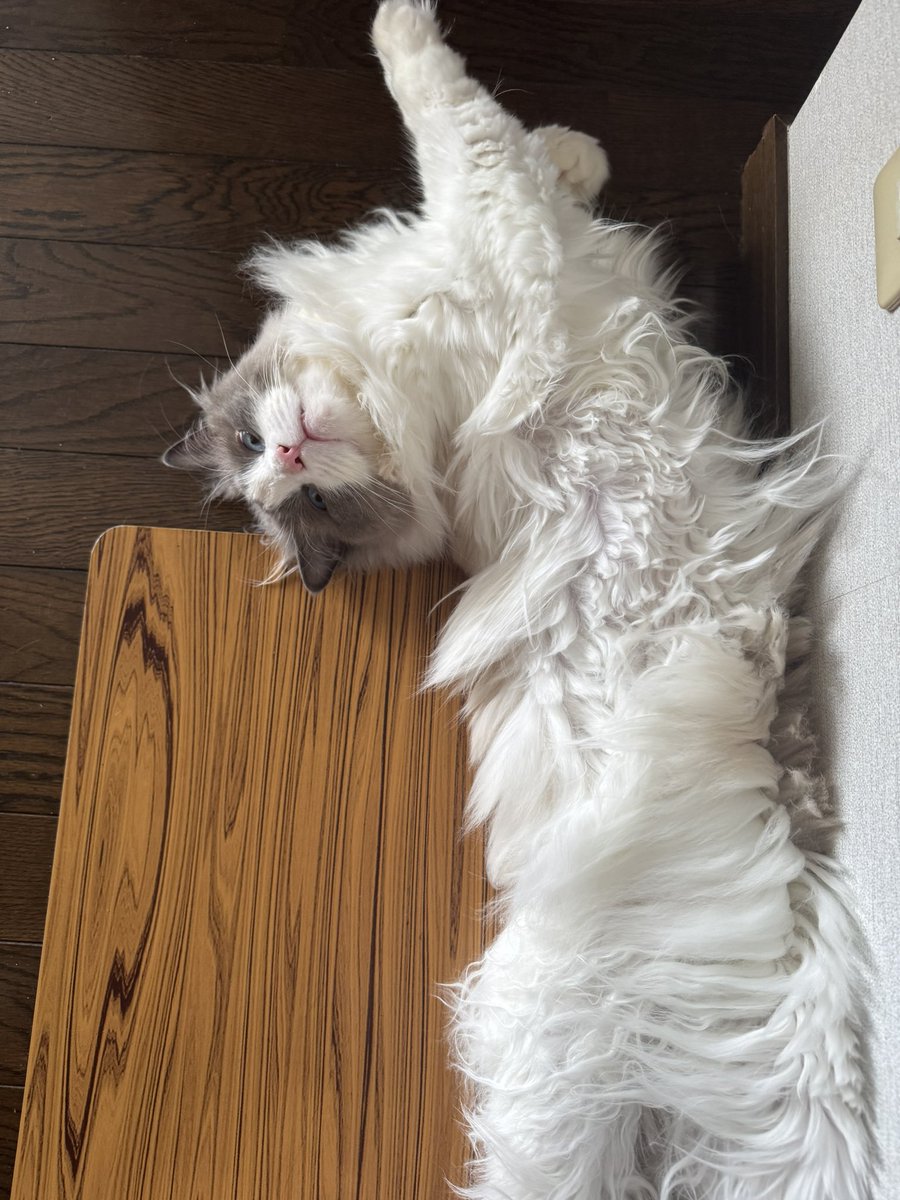 今日のローズ。暑いよね💦　 / Today's Rose. #猫 #cat #neko #ラグドール #ragdoll