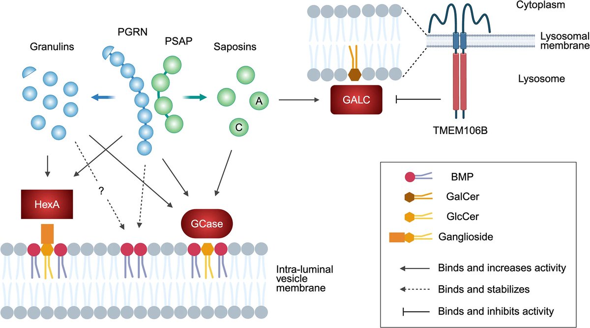 MolNeuro's tweet image. 'The role of #endolysosomal #progranulin and #TMEM106B in neurodegenerative diseases'
Hideyuki Takahashi & Stephen M. Strittmatter @YaleMed
…arneurodegeneration.biomedcentral.com/articles/10.11…