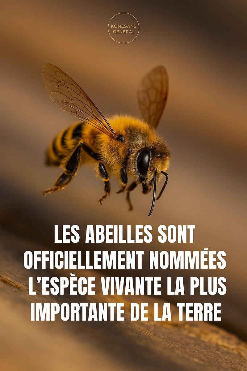 Les abeilles ont été officiellement reconnues comme l’espèce vivante la plus importante de la planète.

Ce titre met en lumière le rôle essentiel que ces petits insectes jouent dans le maintient de la vie sur Terre.

Protéger les abeilles, c’est littéralement protéger la vie
