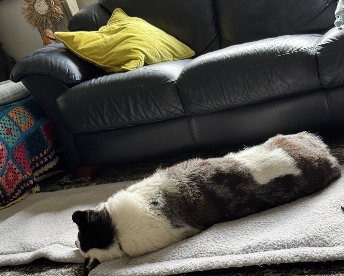 wimmerachic's tweet image. I’m home, was going to spread more dynamic lifter but it’s spitting rain and it’s windy. It’s now a tomorrow job.
I’ve unpacked the groceries, etc.
might be a crochet or couch session this arvo
Trips cracked it at me as I growled him.