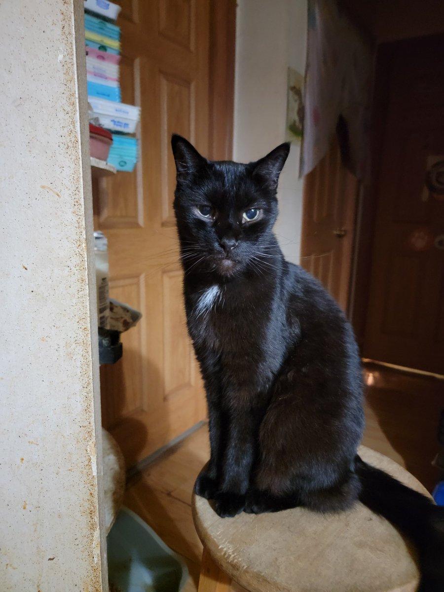 RazorballRescue's tweet image. #FelineoftheNight here is none other than our Prince of Darkness Draco! He's missing his little teefies in front but this boy is a force to be reckoned with but loyal & loving as well!🤘😎🐈⬛
#OPLive #OPNation #OnPatrolLive @OfficialOPLive @ReelzChannel @pantheroutlaw21
