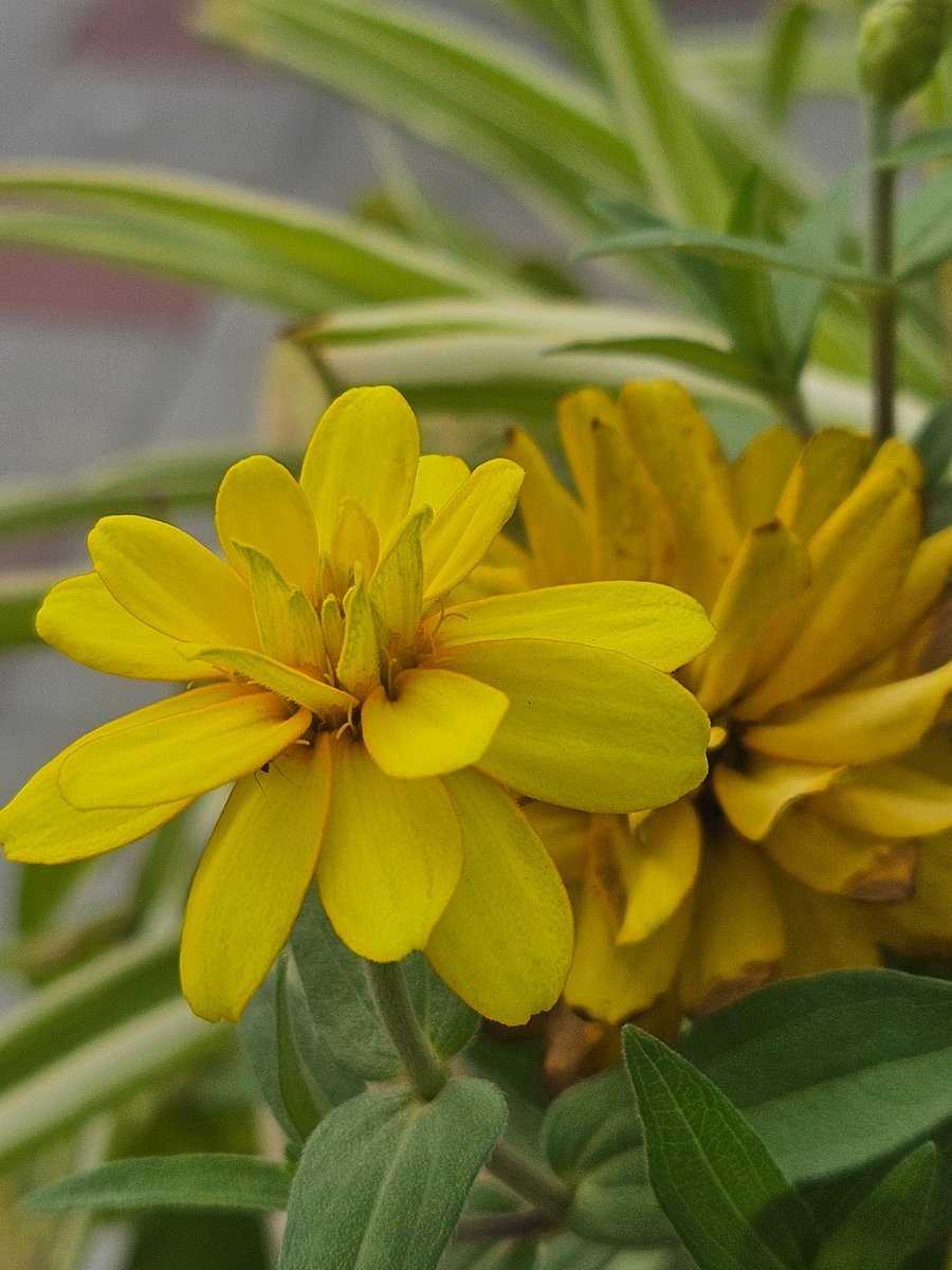 yoursarijit's tweet image. Good morning friends. Have a Super Sunday ...
#GoodMorningXFriends #GoodMorningTwitterWorld #arijitlens #FlowersOnX #SundayYellow #theme_pic_India_flowers