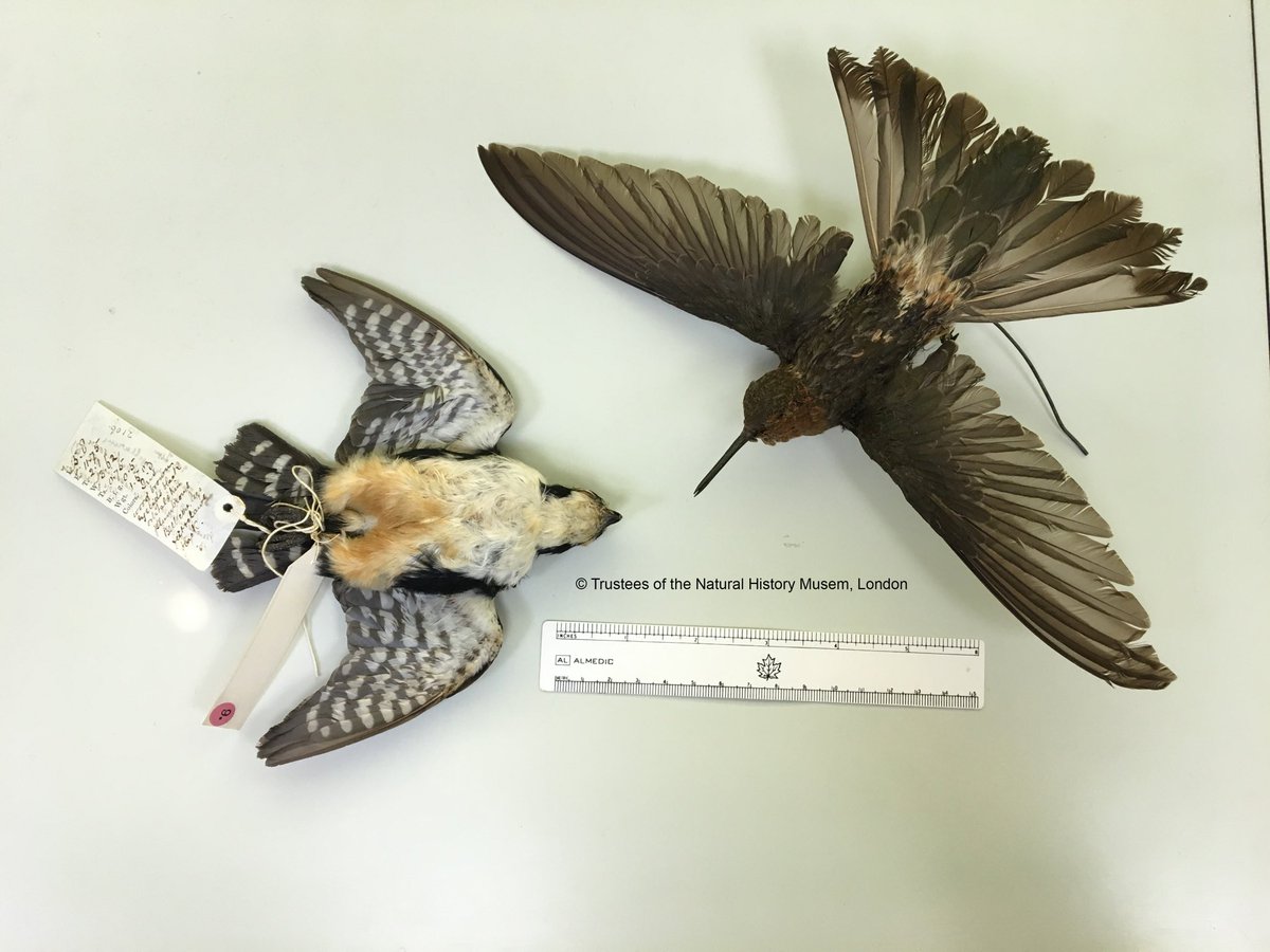 가장 큰 벌새와
가장 작은 맹금류.