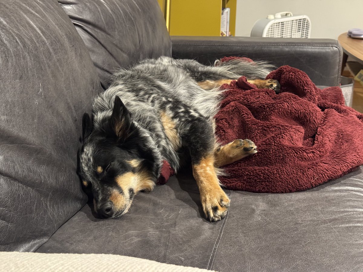 kirillzubovsky's tweet image. Let us all sleep as well as a well exercised Blue Heeler.