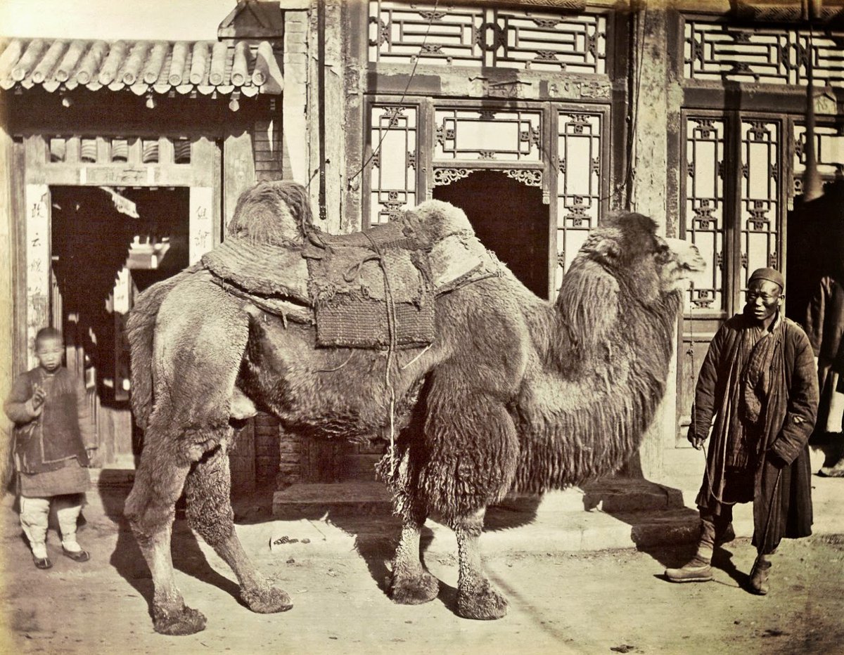 ARRGETSTUFFED's tweet image. Strange beast of burden from the East.