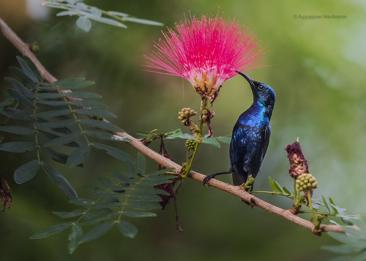 passivelyactive's tweet image. Sunday are for sunbirds
Purple Sunbird.
#IndiAves #BBCWildlifePOTD #ThePhotoHour #SonyAlpha #natgeoyourshot