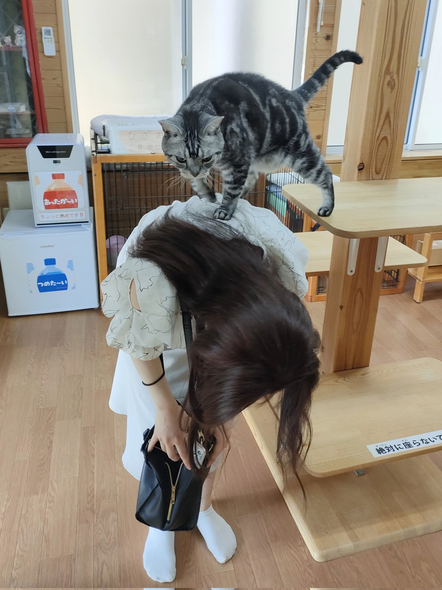 猫猫猫 hq720.jpg?sqp=-