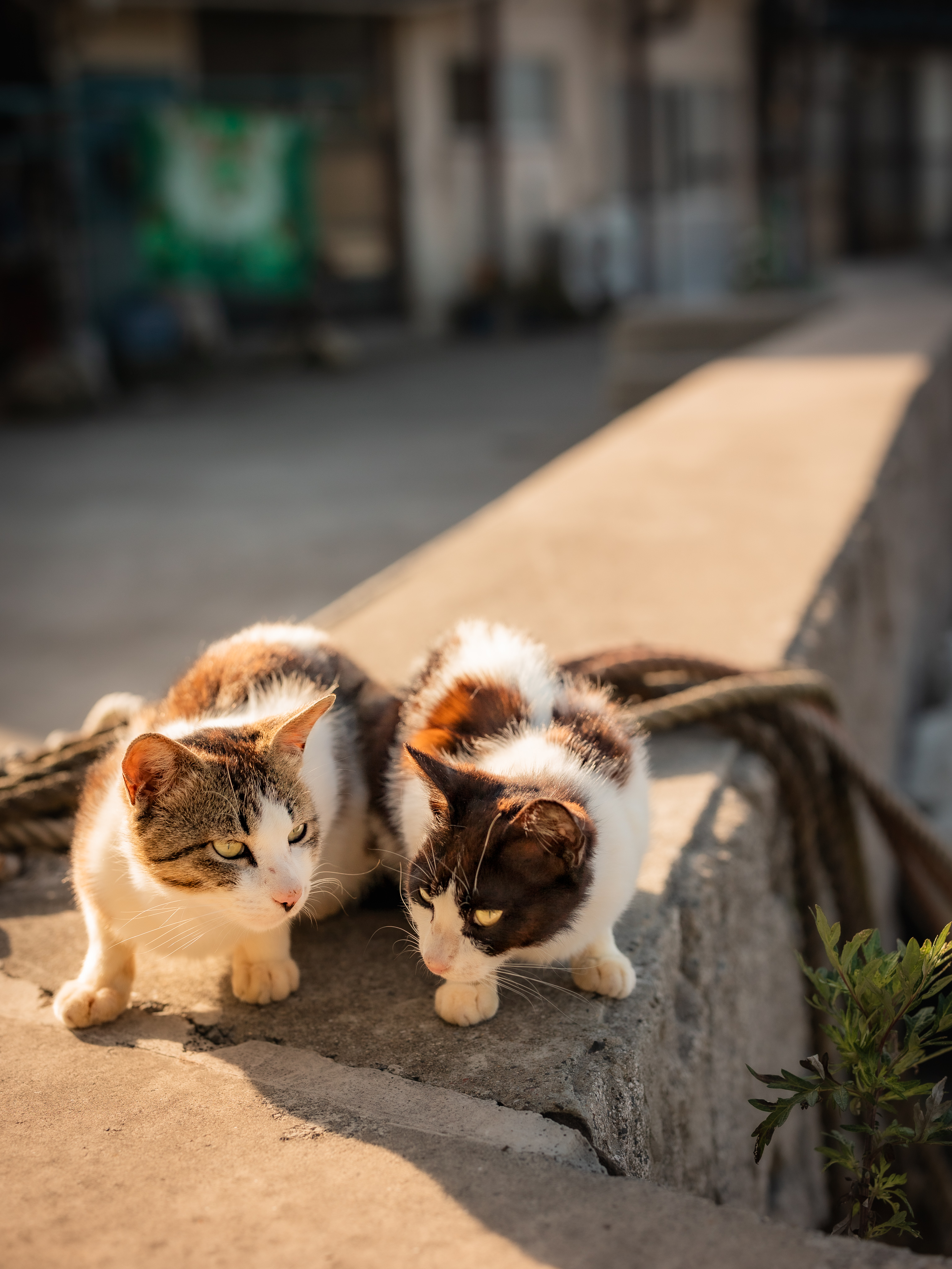 ビンテージフェントンの猫★這っている猫（fe07_1) ビンテージフェントンの猫☆這っている猫（fe07_1) 2025年最新