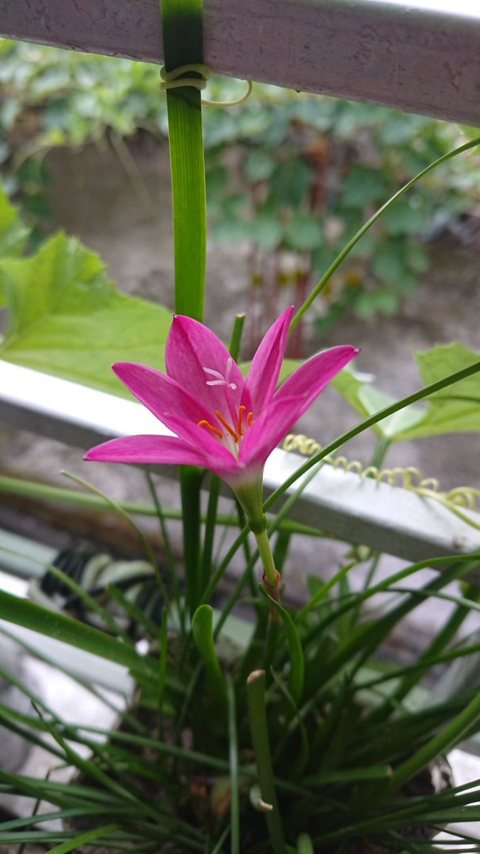 পিংক ৰেইন লিলি 🌿💖
#RainlilyFlower