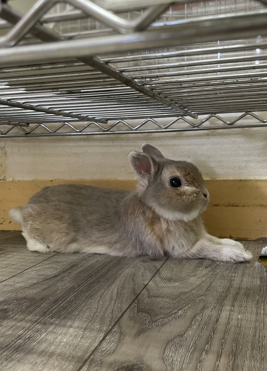 chocolate_otter's tweet image. 本日も12時開店しました🙇‍♂️
連日暑い日が続いていますが今日は曇りの郡山市内です🏖️本日もご来店お待ちしております😊