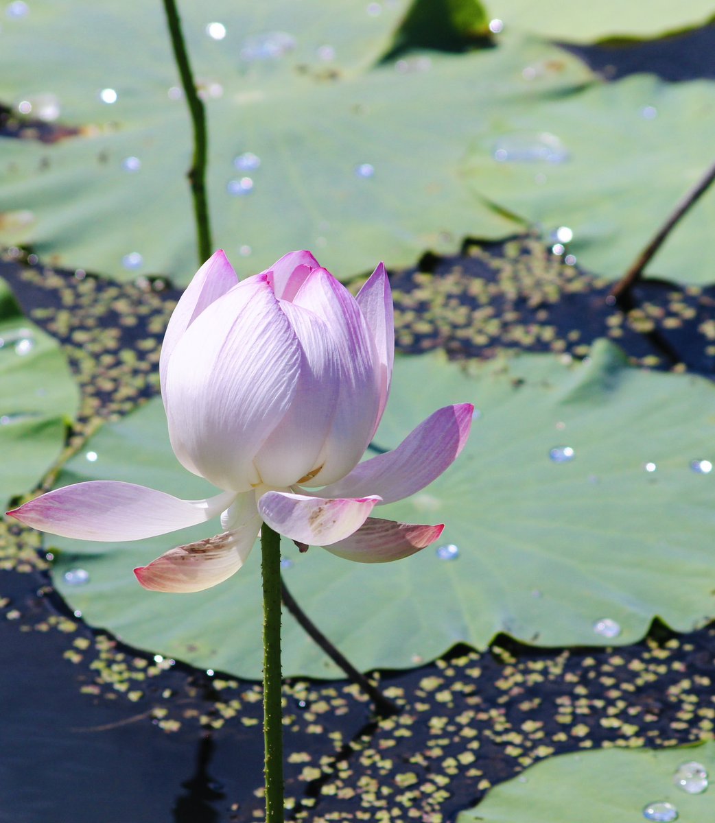 keito_no9's tweet image. 蓮の花が見頃です🪷
茎が長いのが蓮、根っこは名前の通り蓮根(レンコン)
蓮は泥の中から美しい花を咲かせることから
「煩悩の中にあっても清らかでいられる心」を象徴🪷
仏像が蓮の花の上に座っているのもこのためですね🌸
煩悩の数は108、
関係ないけどプロポーズのバラの数も108本…🤭🌹