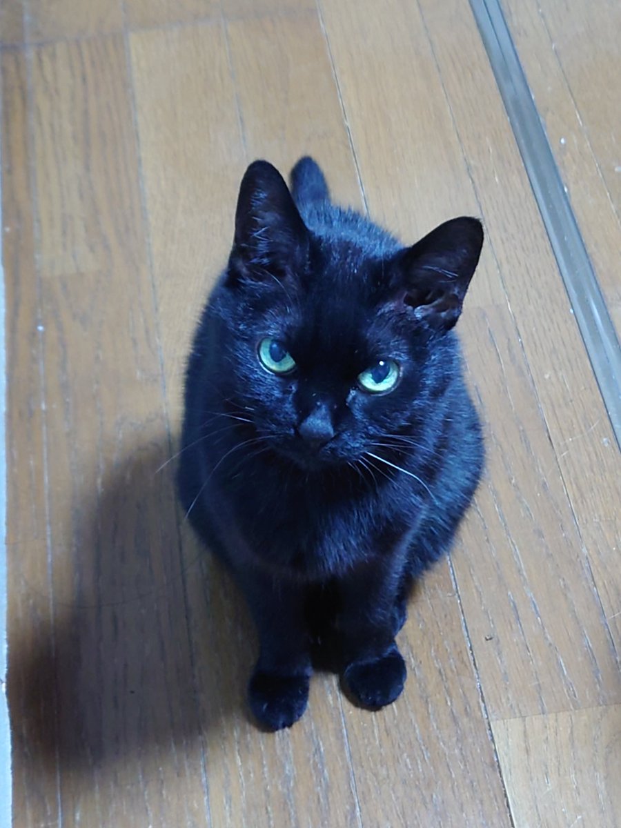 hamuL2222's tweet image. 今日はうちの長女ジジの17歳の誕生日です㊗️🎊
17歳と思えないくらい元気に走り回り爪も良く研ぎ毛艶もいいです✨
一緒にいてくれるだけで嬉しい
でも一つだけお願いを言うとしたら…爪を切らせて欲しいってことかな😅