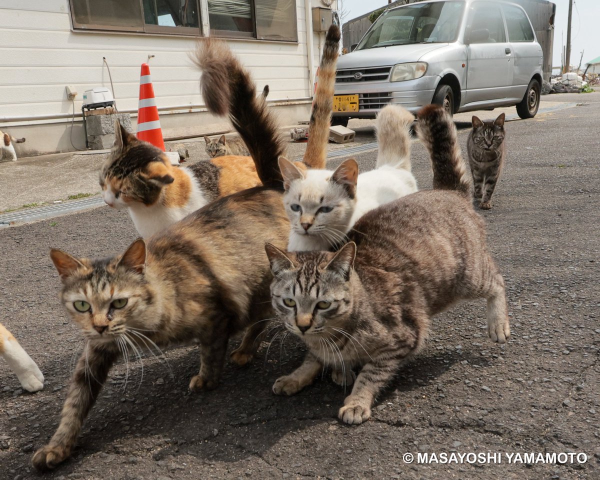 nekoiroiro's tweet image. ずんずんななめ。