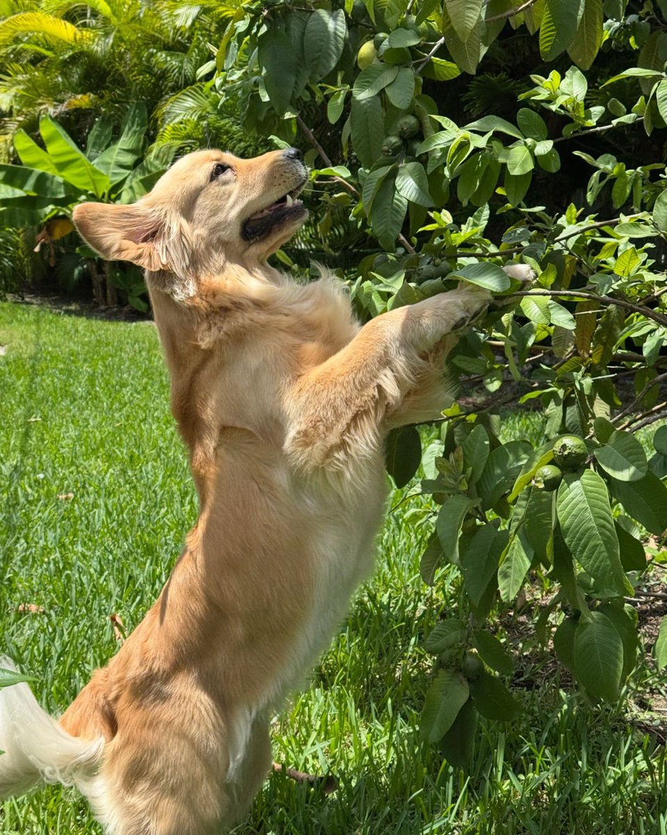 AlisonSomin's tweet image. 1. Buffy (aka Buffs, Buffalo, Buffalo Girl.)
2. Mozzarella (Ella) of @TheGoldenRatio4 .
3. Buffalo mozzarella, plain and in pesto tomato sandwich.