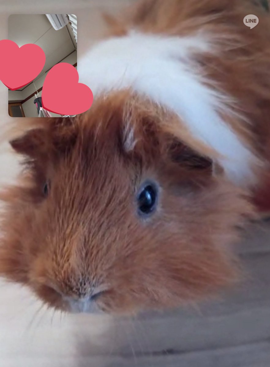 clockworkichigo's tweet image. このチョロっとしたヒゲが愛しい
#guineapig
#モルモット