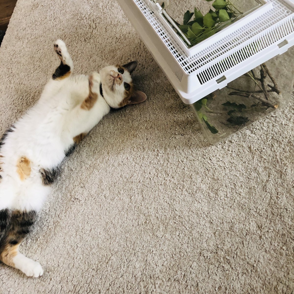 ごっぱち［58works］ tweet media