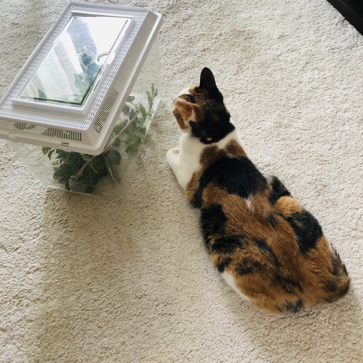 ごっぱち［58works］ tweet media