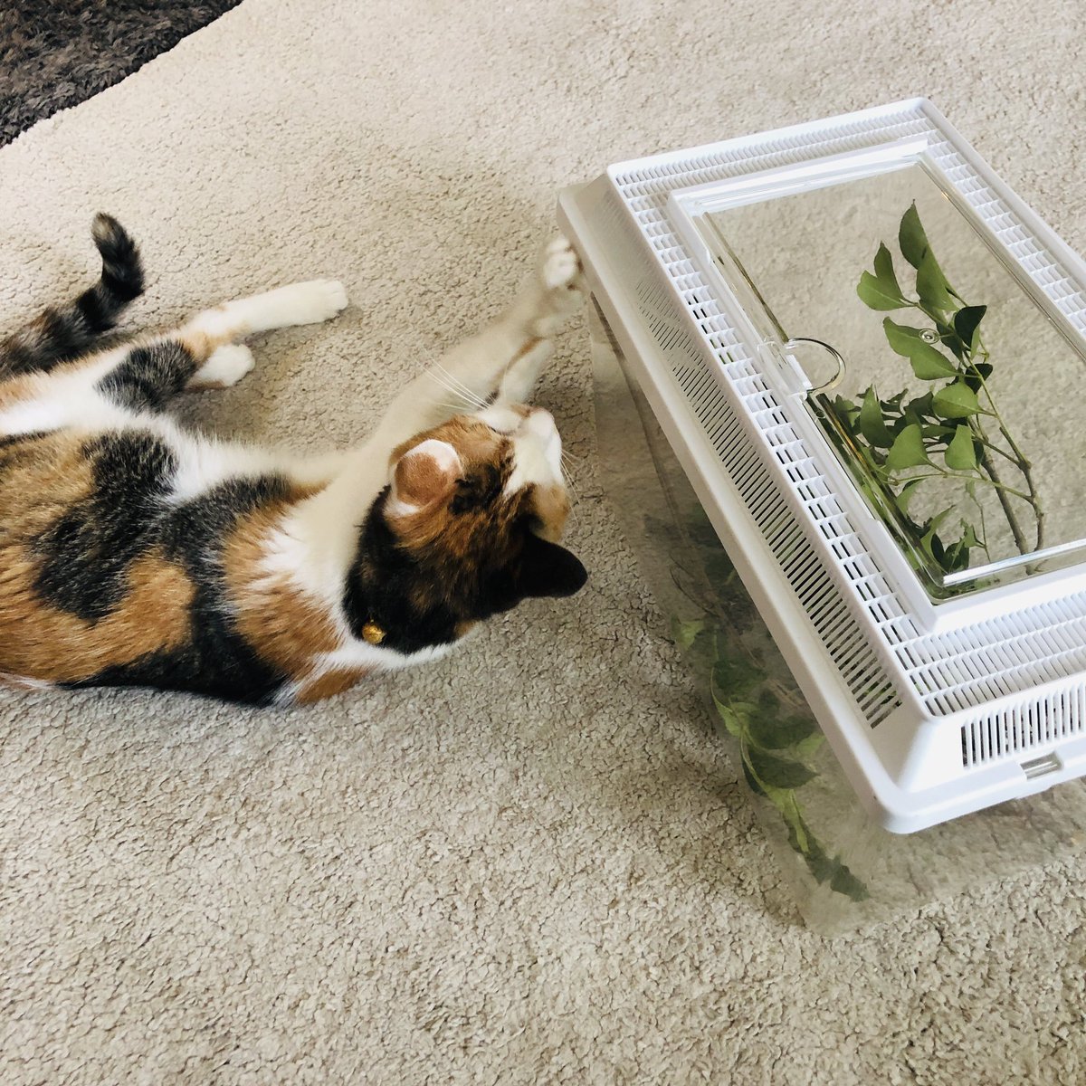 ごっぱち［58works］ tweet media