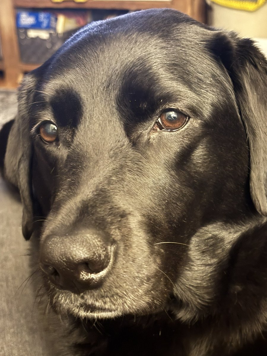 MrsVinKinder's tweet image. Ending the night with perfection. ❤️🐾