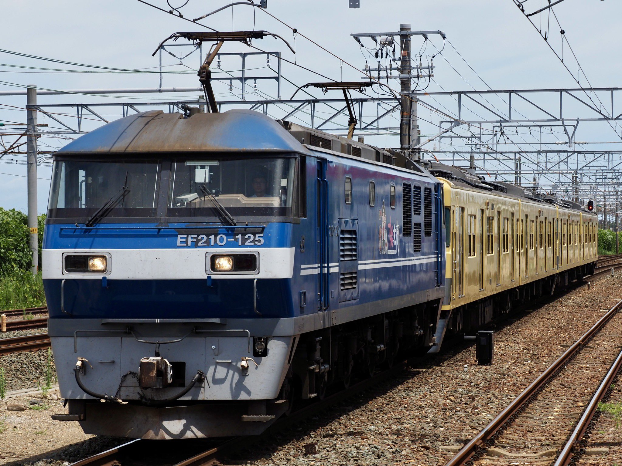 かぴばら カピバラ (@CapybaraLIZED) / X