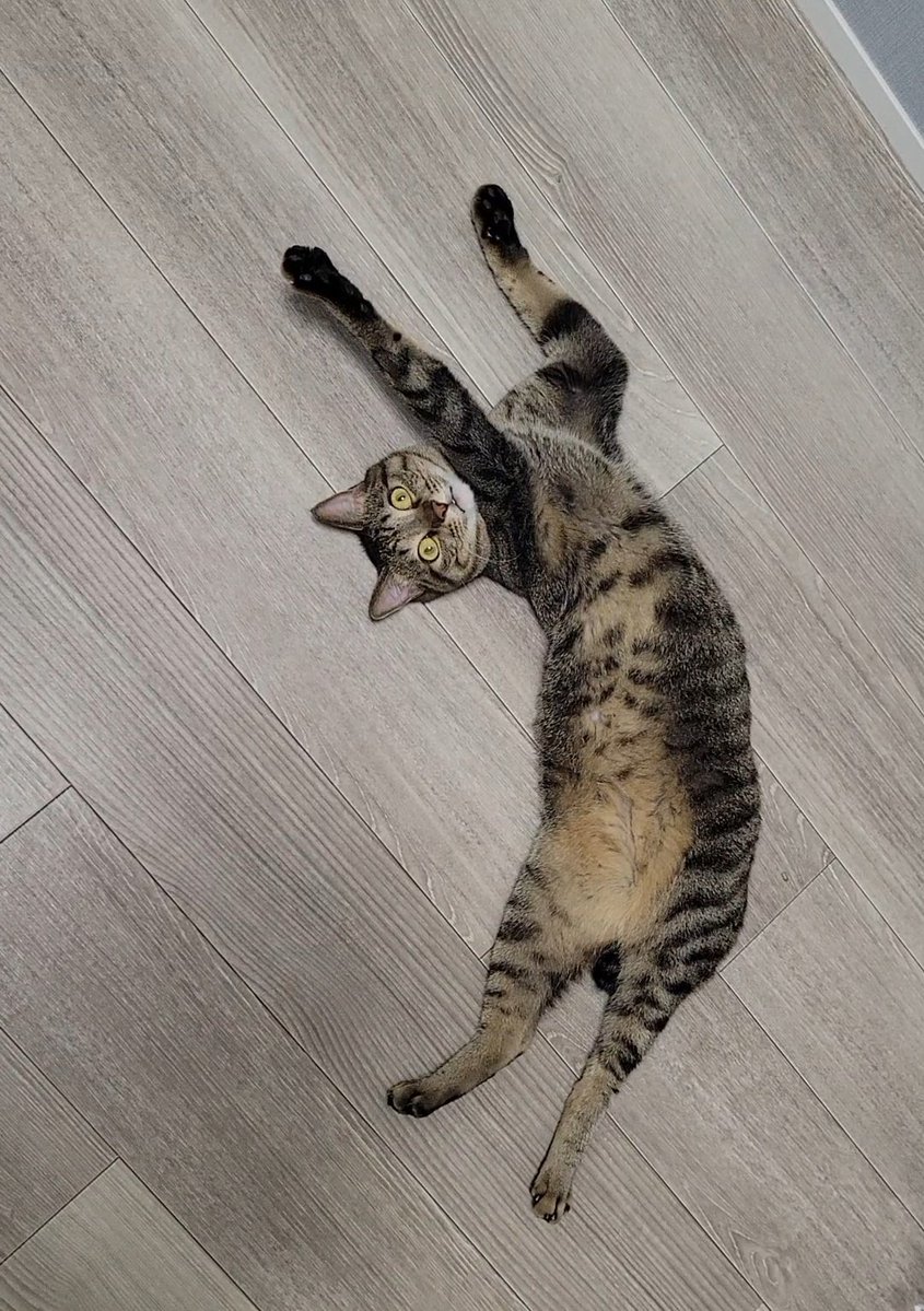 chipie0826's tweet image. 〈AIによる概要〉
野生の猫はお腹を見せないことが多いです。これは、お腹が体の他の部分に比べて弱く、外敵から身を守るために重要な部位であるためです。外敵からの攻撃や縄張り争いなどで、お腹を攻撃されるリスクが高いため、本能的に腹部を隠す行動をとります