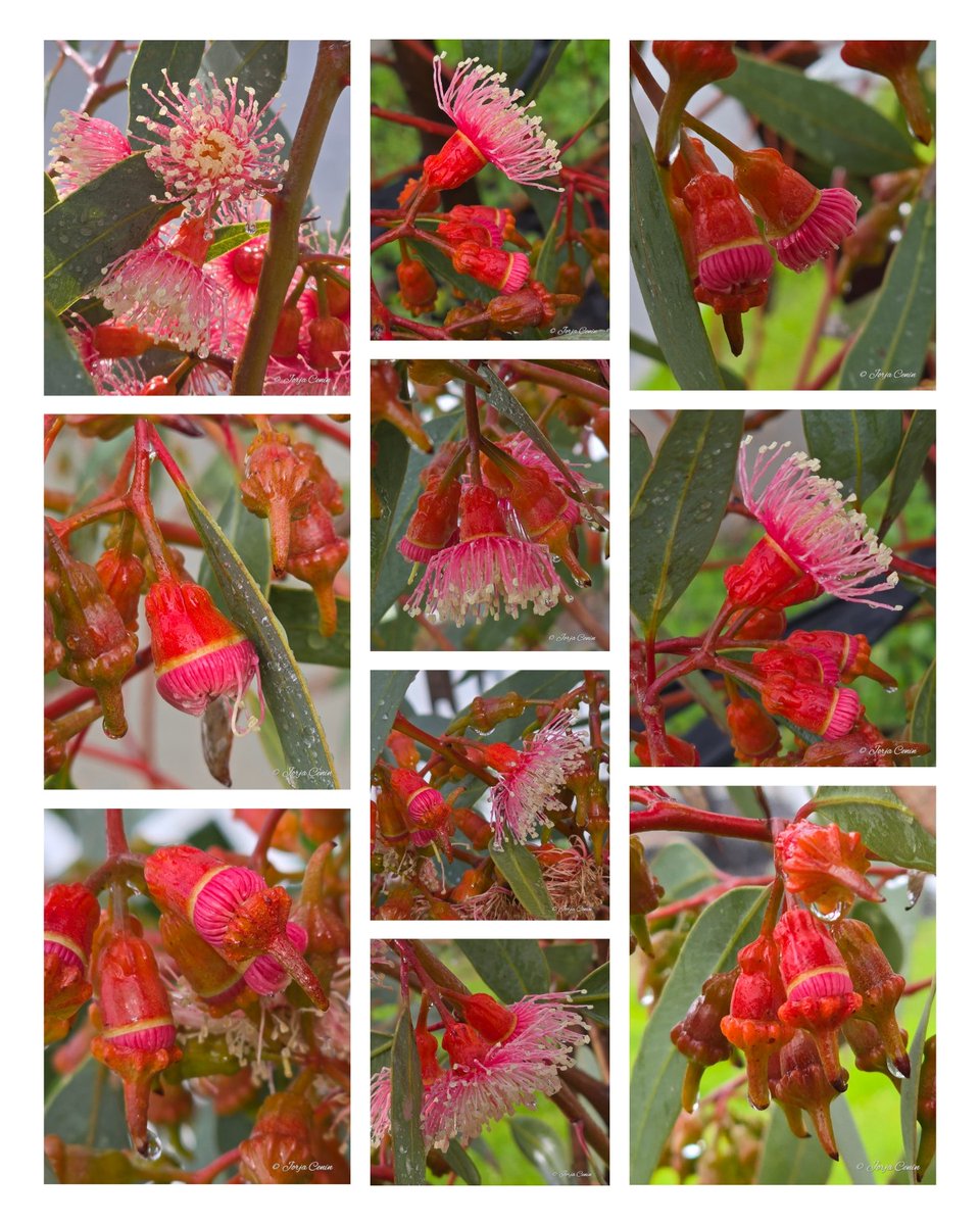 Eucalyptus torquata 🩷🧡🩷 #wildflowerhour #flowers #beautiful